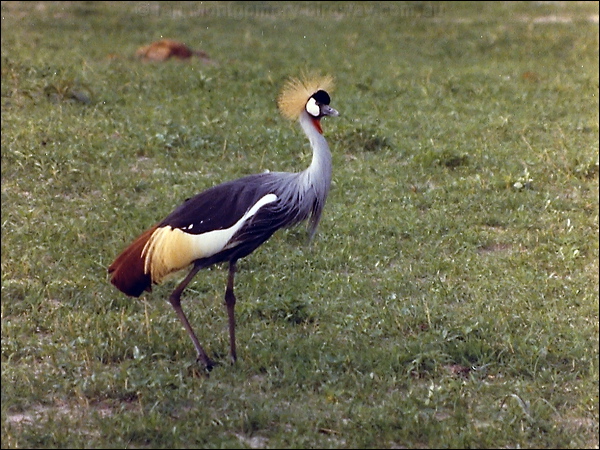 Grey-crowned Crane grey_crowned_crane_s0015.jpg