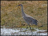 sandhill_crane_109587