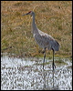 sandhill_crane_109588