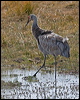 sandhill_crane_109592