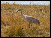 sandhill_crane_109595