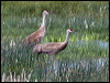sandhill_crane_68037