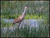 sandhill_crane_68040