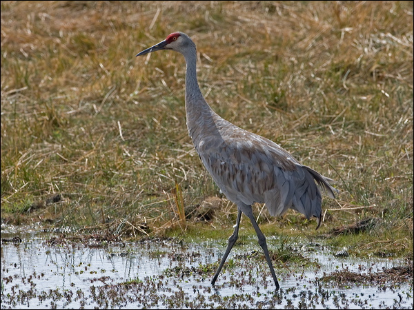 Sandhill Crane sandhill_crane_109587.psd