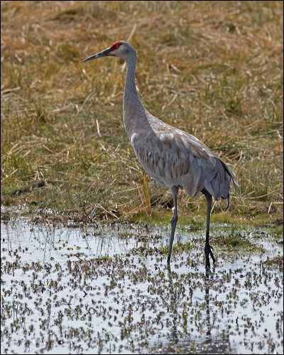 Sandhill Crane sandhill_crane_109588.psd