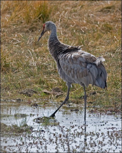 Sandhill Crane sandhill_crane_109592.psd