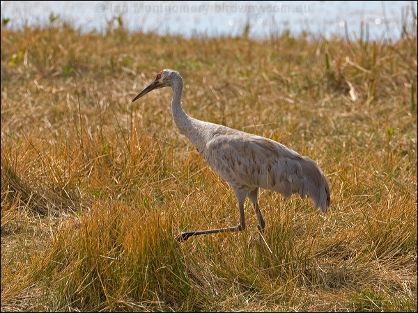 Sandhill Crane sandhill_crane_109595.psd