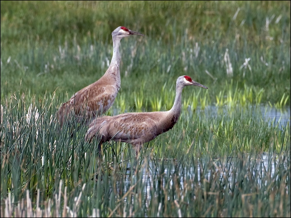 Sandhill Crane sandhill_crane_68037.psd
