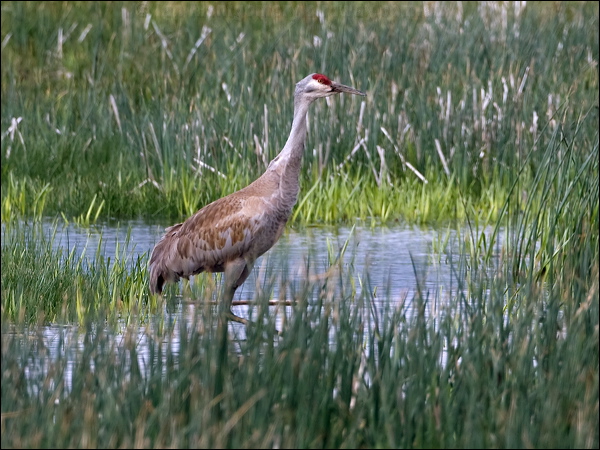 Sandhill Crane sandhill_crane_68040.psd