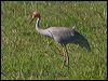 sarus_crane_154953