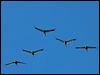 sarus_crane_154969