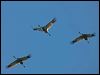 sarus_crane_154973