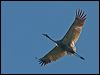 sarus_crane_154976