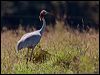sarus_crane_155352