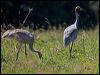 sarus_crane_155375