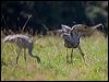 sarus_crane_155382