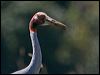 Click here to enter gallery and see photos of Sarus Crane