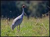 sarus_crane_155390