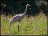 sarus_crane_155407