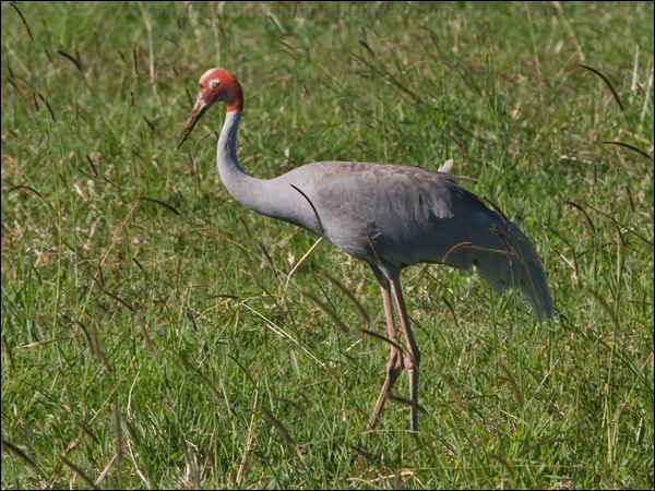 Sarus Crane sarus_crane_154953.psd
