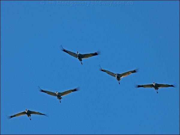 Sarus Crane sarus_crane_154969.psd