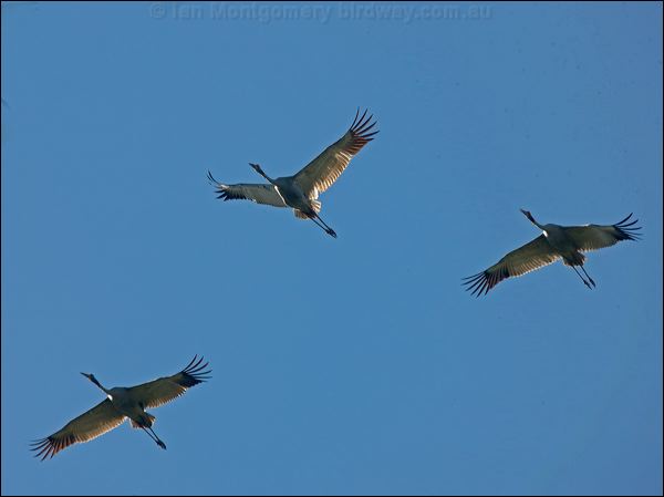 Sarus Crane sarus_crane_154973.psd