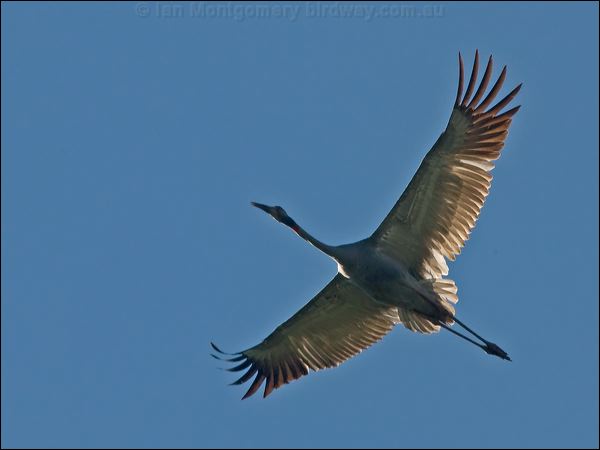 Sarus Crane sarus_crane_154976.psd
