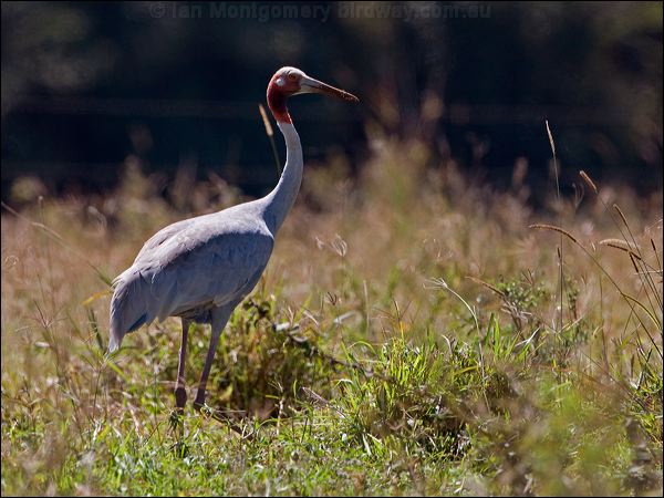 Sarus Crane sarus_crane_155352.psd