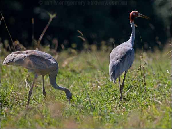 Sarus Crane sarus_crane_155375.psd
