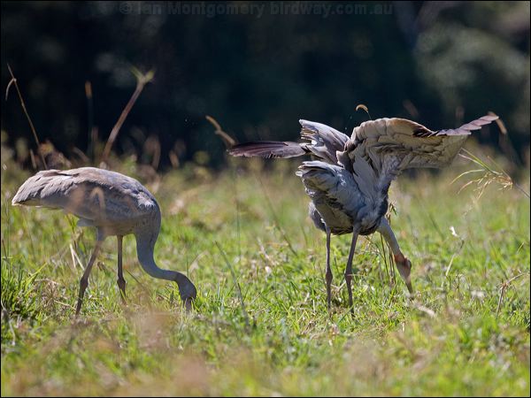 Sarus Crane sarus_crane_155382.psd