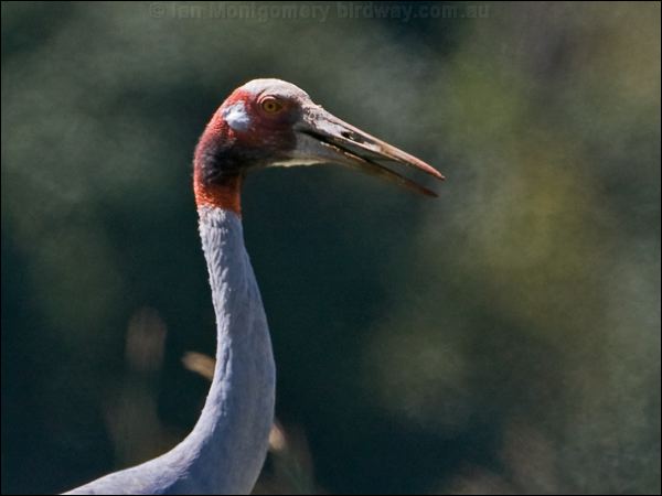 Sarus Crane sarus_crane_155388.psd