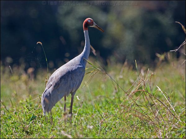 Sarus Crane sarus_crane_155390.psd