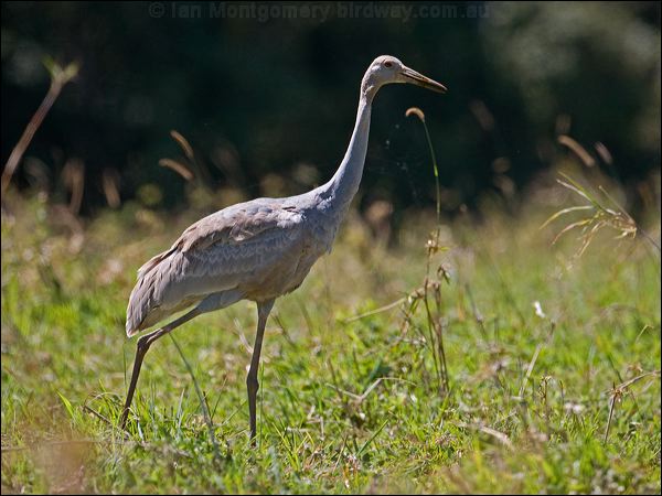 Sarus Crane sarus_crane_155407.psd