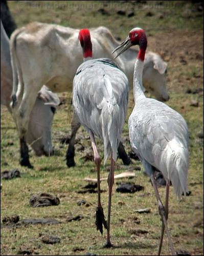 Sarus Crane Sarus_Crane_19850.jpg