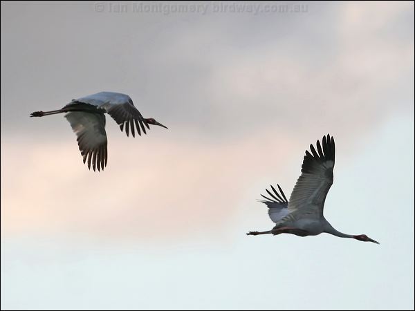Sarus Crane Sarus_Crane_37197.jpg