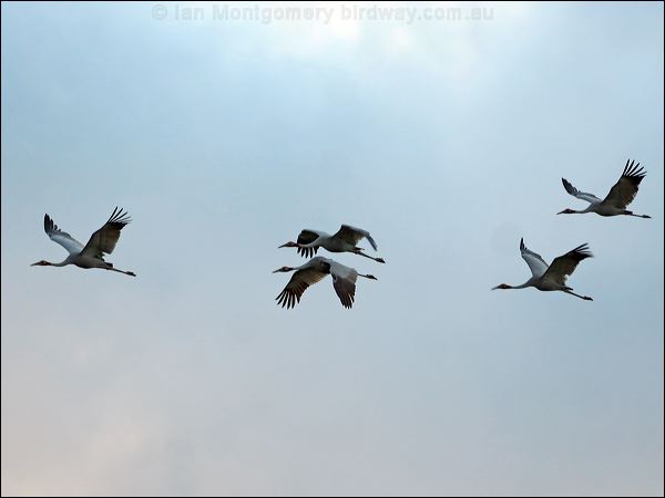 Sarus Crane Sarus_Crane_37217.jpg