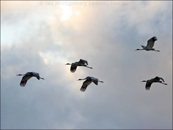 Sarus Crane Sarus_Crane_37224.jpg