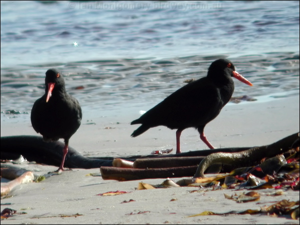 African Oystercatcher african_oystercatcher_4452.psd