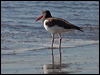 am_oystercatcher_208348