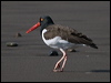 am_oystercatcher_208370