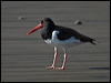 am_oystercatcher_208374
