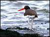 american_oystercatcher
