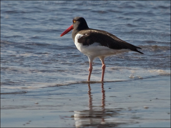 american_oystercatcher am_oystercatcher_208348.psd