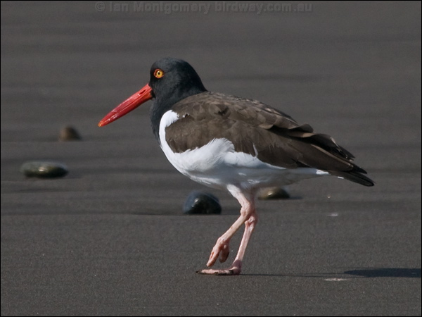 american_oystercatcher am_oystercatcher_208370.psd