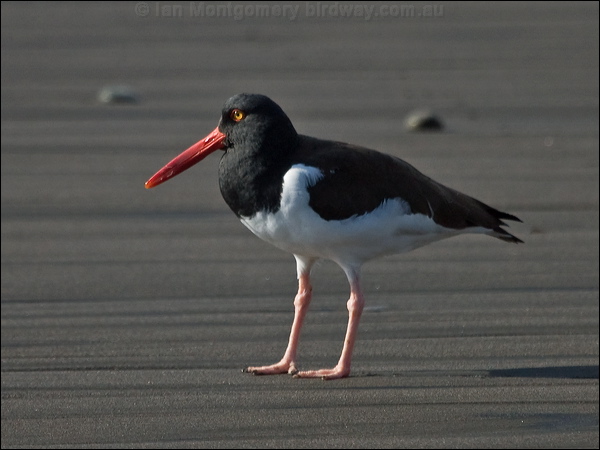 american_oystercatcher am_oystercatcher_208374.psd