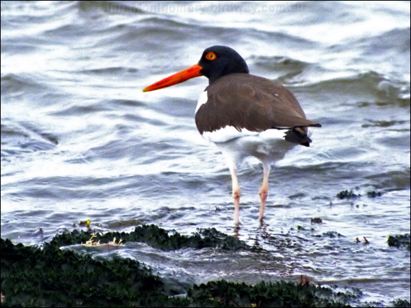 american_oystercatcher american_oystercatcher.psd