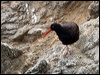 black_oystercatcher_108279