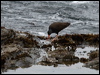 black_oystercatcher_69739