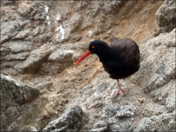 Black Oystercatcher black_oystercatcher_108279.psd