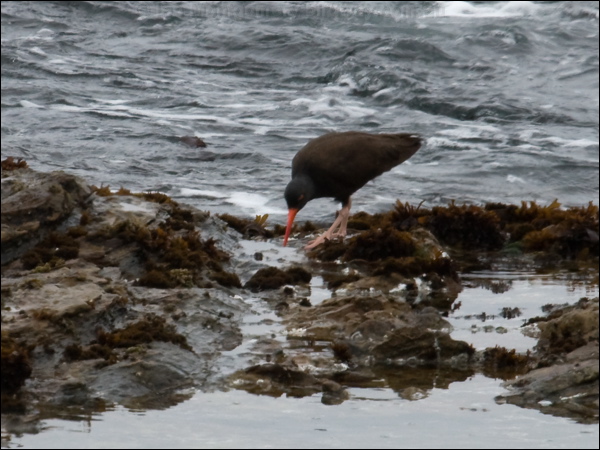 Black Oystercatcher black_oystercatcher_69739.psd